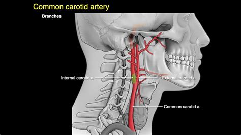 Common carotid arteries travel superiorly in the neck in the carotid sheath in close proximity to the jugular veins, vagus nerve, and recurrent laryngeal nerve. Arteries of the neck - YouTube