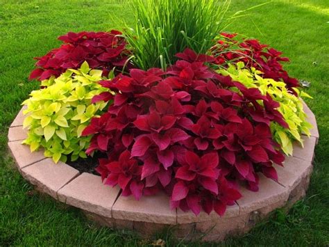Red Head Coleus Lime Coleus And Ornamental Grass Bed Small Front