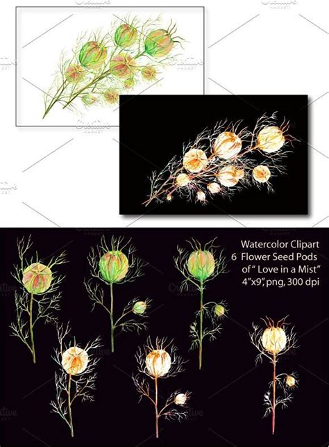Watercolor Seed Head Love in a Mist | Watercolor graphic, Watercolor, Mists