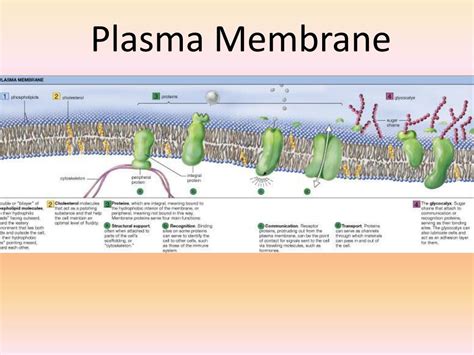 Plasma Membrane Structure And Function Free Biology