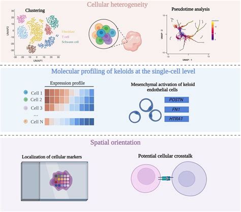 Application Of Single Cell Rna Sequencing To Resolve The Cellular