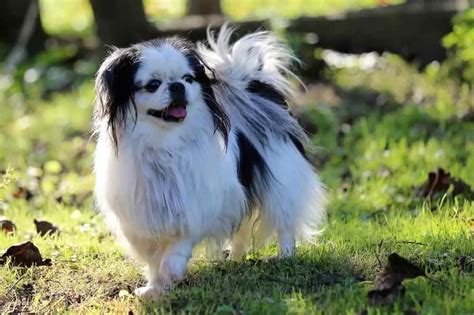 Japanese Chin Facts You Should Know With Pictures