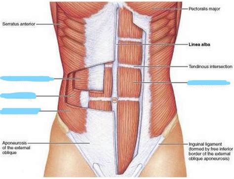 Muscles Of The Abdominal Wall Trunk Movement And Compression Of