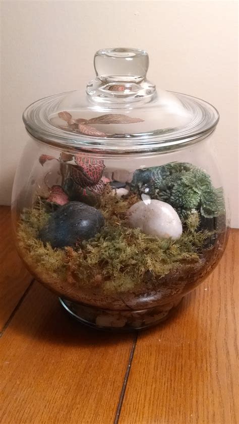Let's say we'd like to buy a soda for each student in the classroom. 1 Gallon Footed Terrarium w/ Lid