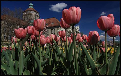 Veranstaltungen, programme für kinder oder die teilnahme an einer führung runden einen besuch. Botanischer Garten in München Foto & Bild | münchen und ...