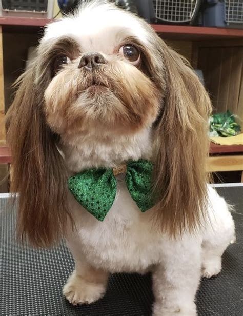 Milo 💚 | Healthy pets, Pets, Pet grooming