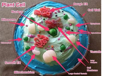 Yes, all plants cell have it. Plant cell | Plant cell, Cell wall, Fun homeschool