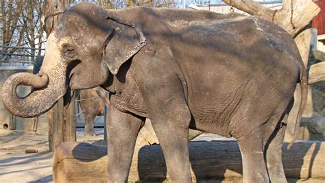 Спортивный комплекс «elefant» © elefant 2017 все права защищены. Ältester Elefant Deutschlands gestorben - "Rani" ist tot ...