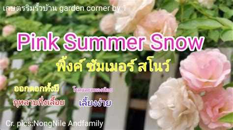 Ep 63 Pink Summer Snow Rose กุหลาบพิ้งค์ซัมเมอร์สโนว์ Youtube