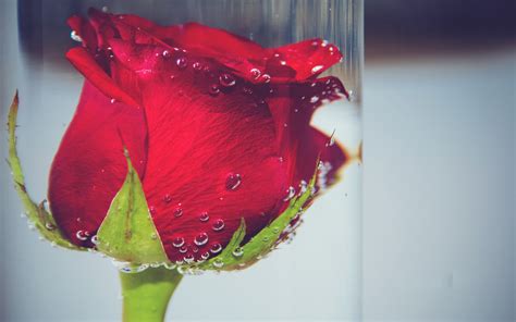 Nature Flowers Roses Underwater Red Drops Wallpapers Hd Desktop