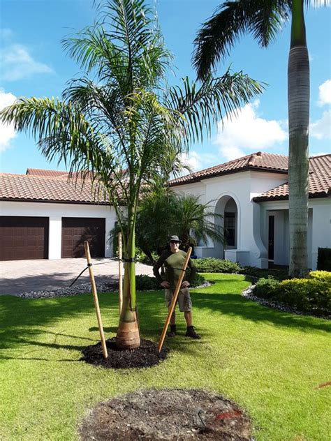 Royal Palm Install Price Naples Garden Landscaping Llc