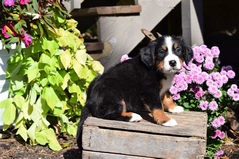 Akc Registered Bernese Mountain Puppy For Sale Millersburg Ohio Male O