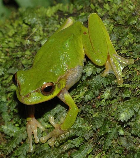 Pearsons Green Tree Frog Wikipedia