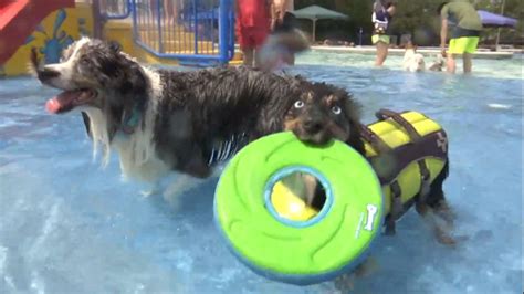 Dogs Swim Before Brec Pool Closes For The Season