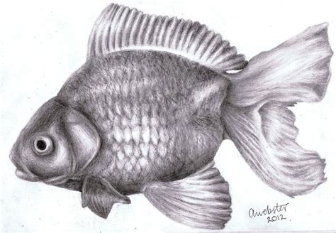 Realistic Pencil Realistic Fish Drawing Easy Pic Connect