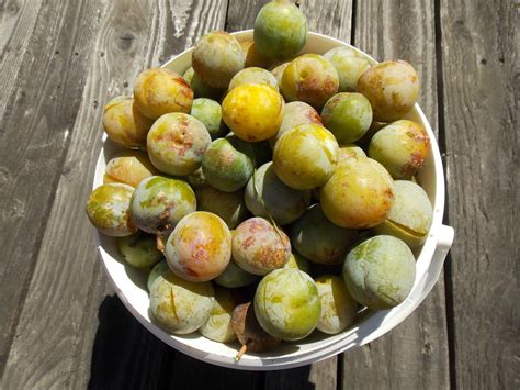 Comment conserver les prunes pour lhiver 2éme partie