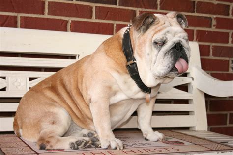 Although a victorian bulldog is known to be slobbery, don't let a little bit of drooling put you off! Raising Awareness About English Bulldog Health Issues ...