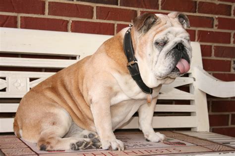 The many health issues of english bulldogs. Raising Awareness About English Bulldog Health Issues ...