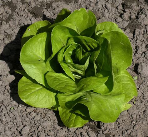 15 Of The Best Lettuce Varieties To Grow For Backyard Gardeners