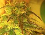 When To Harvest Marijuana Buds