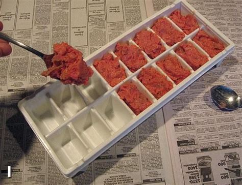 Oils and supplements are required for homemade cat food in most cases. Feline Nutrition's Easy Homemade Cat Food Recipe | Healthy ...