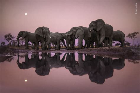 Elephants At Twilight Frans Lanting Wildlife Photographer Of The