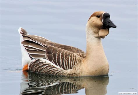 It can be valuable to get these. Identify Domestic Geese - Wildfowl Photography.