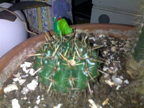 This species is a ball when young and grows very slowly into a cylindrical shape. Cactus's with No names - CactiGuide.com