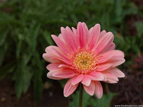 Maybe you would like to learn more about one of these? Desktop Wallpapers » Flowers Backgrounds » Pink and Light ...