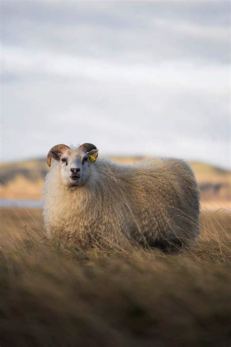 Northern European Short Tailed Sheep In Iceland Free Photo Rawpixel