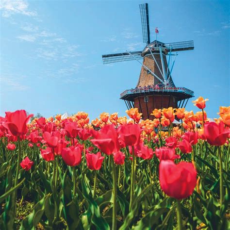 4562 64th st, holland, mi 49423, usa. Tulip Time Festival In Holland, Michigan: The Best Things ...
