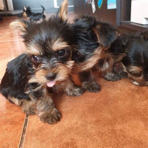 Pocket puppies boutique is the first company in chicago to specialize strictly in teacup, toy and small breed puppies. TEACUP Yorkie Puppies Available For Sale - Chicago - Animal, Pet