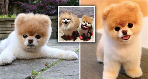 Worlds Cutest Dog Boo The Pomeranian Dies Aged 12