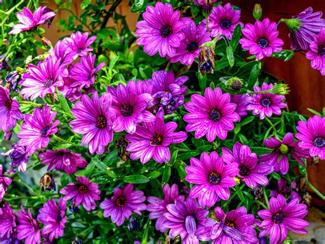 Osteospermum Wildflower Purple Flower Year Plant 4k Ultra Hd Wallpaper