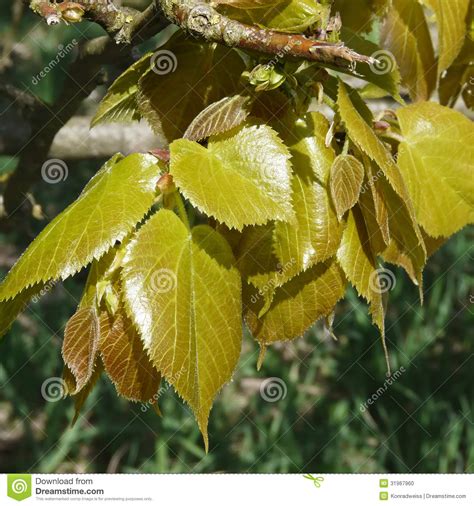Young Leaves Of Beech In Spring Fagus Sylvatica Stock Photo Image Of