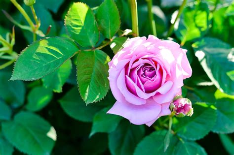 We have 67+ amazing background pictures carefully picked by our community. Pink rose flower, Rose, Bush, Flower HD wallpaper ...