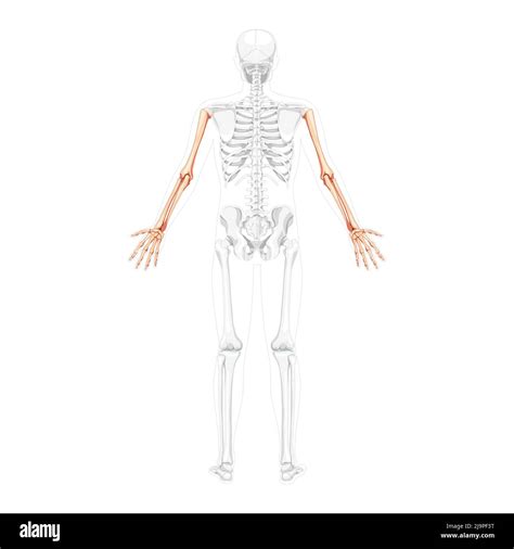Skeleton Arms Human Back Posterior Dorsal View With Partly Transparent