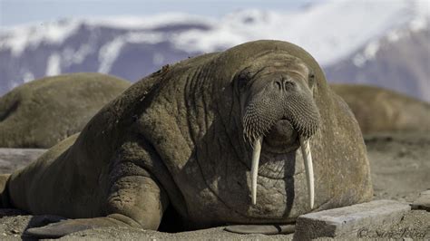 Wow Thats An Enormous Walrus On The Picture Did You Know That