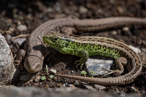 Maybe you would like to learn more about one of these? Artenschutz im Garten - Vielfalt der Tiere schützen ...