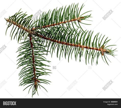 Pine Leaves Stock Photo And Stock Images Bigstock
