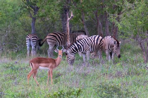 Kapama Private Game Reserve Limpopo South Africa Impala And Zebras