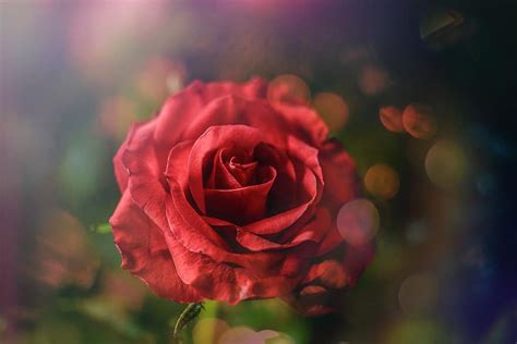 Rose Red Flower Petal Love Romance Anniversary T Romantic
