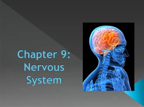 Ppt Chapter 9 Nervous System Powerpoint Presentation Free Download