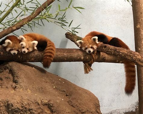 Help name two cute Red Panda cubs at The Birmingham Zoo | Bham Now