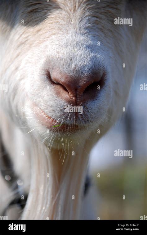 Bearded Billy Goat