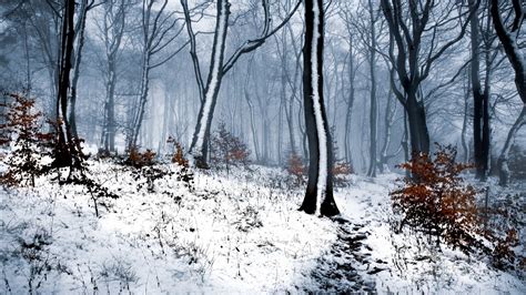 Snow Covered Forest With Trees During Winter 4k Hd Winter Wallpapers