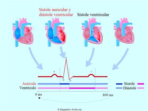 Soplo En El Corazón Clasificación Causas Y Síntomas