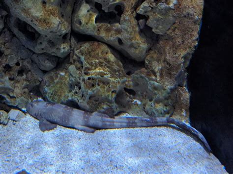 Epaulette Shark Hemiscyllium Ocellatum Zoochat