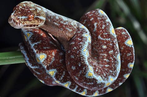 Breathtaking Baby Green Tree Python Snakes