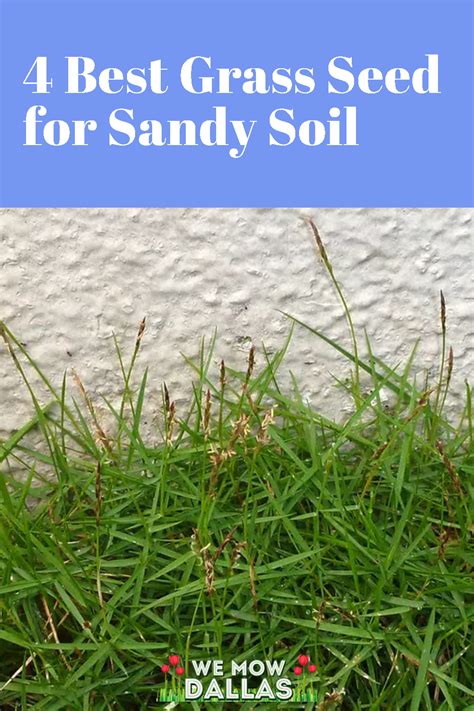 4 Best Grass Seed For Sandy Soil Best Grass Seed Grass Seed Sandy Soil